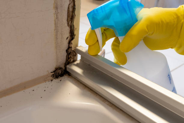 Professional Mold Removal in Mitchell, IN